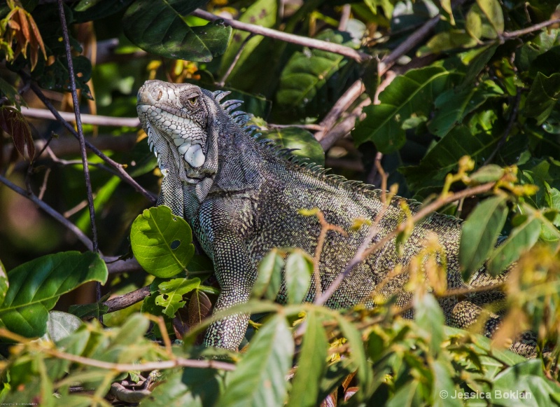 Iguana