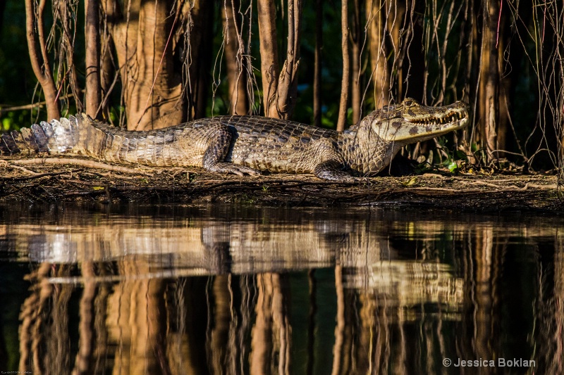 Caiman