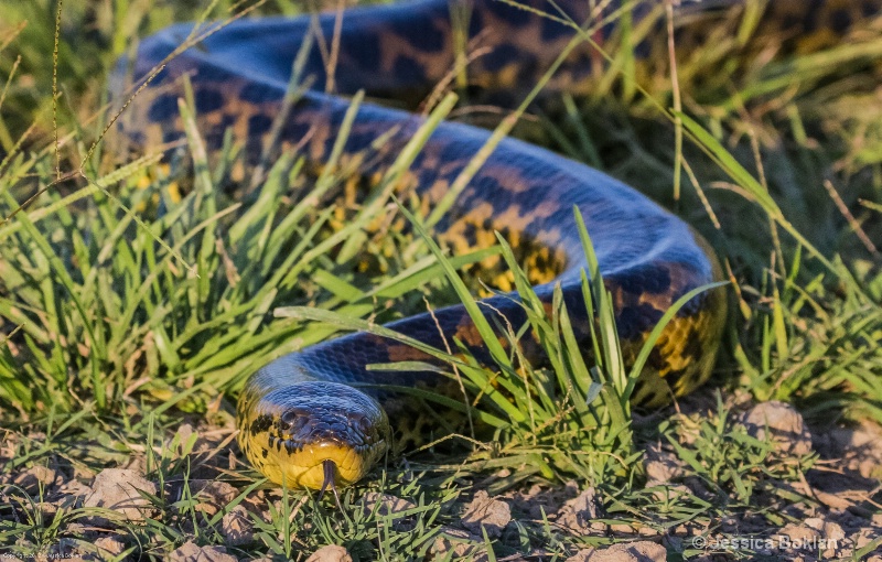 Yellow Anaconda