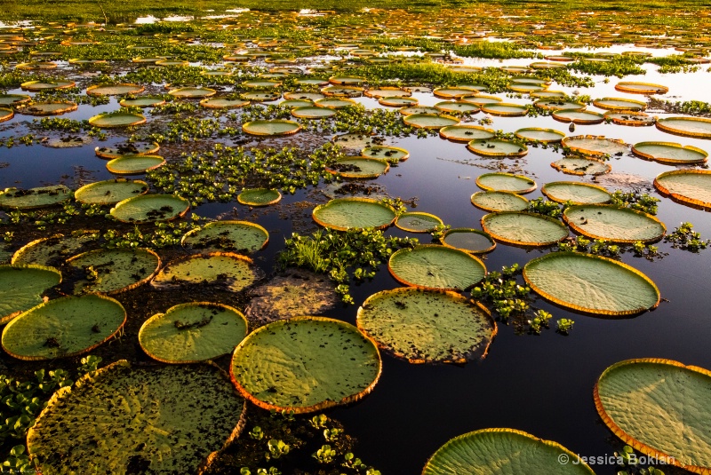 Giant Victorian Water Lilies