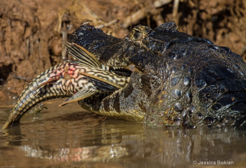 Caiman with Plecostamus