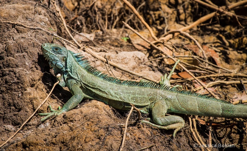 Iguana