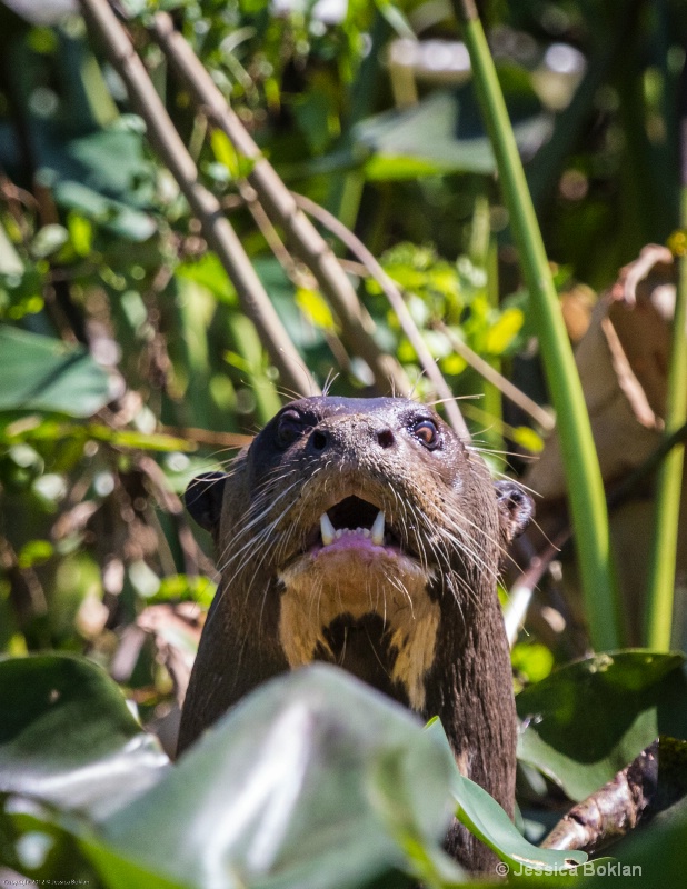 Giant River Otter