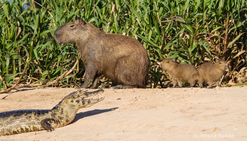 Capybara Family with Caiman