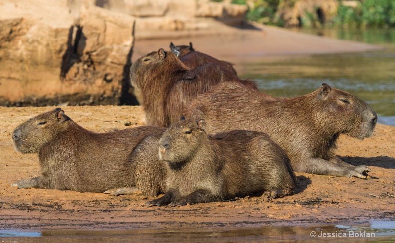 Capybara Family