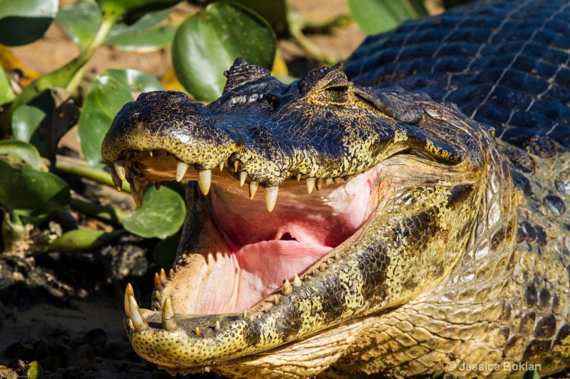 Caiman