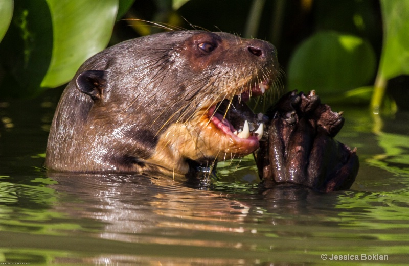 Giant River Otter with Fish