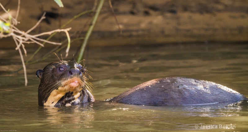 Giant River Otter