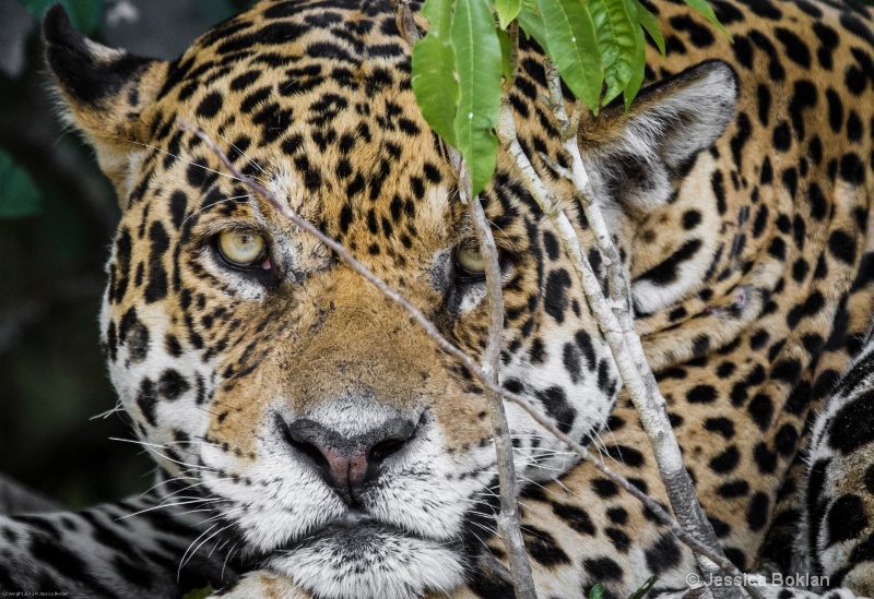 Jaguar