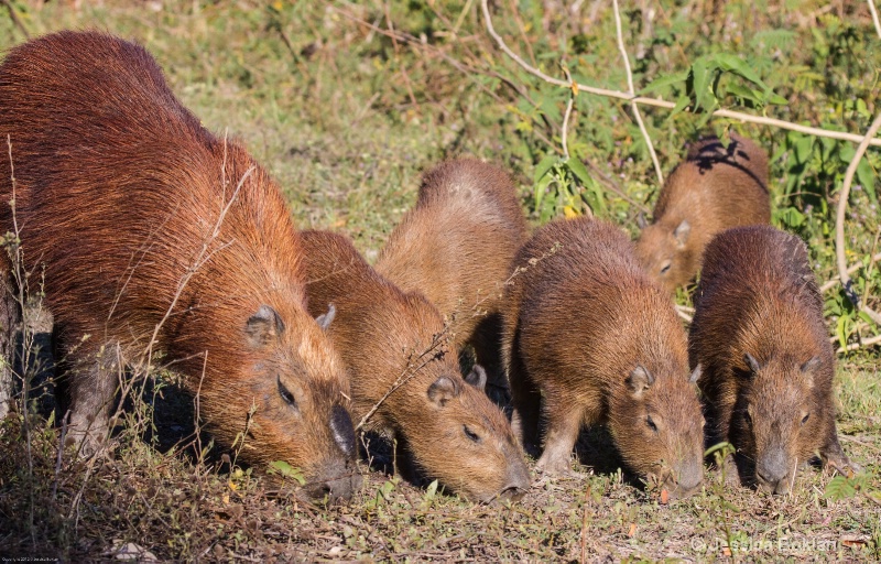 Capybara Family