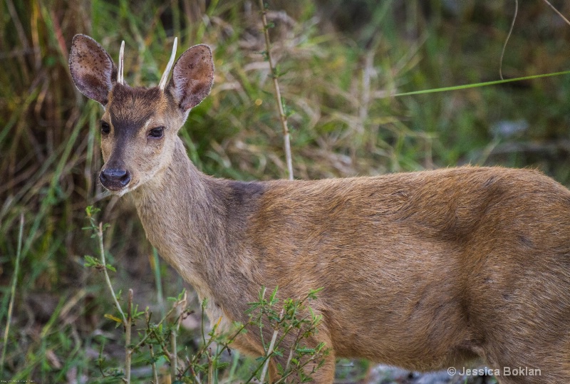 Gray Brocket