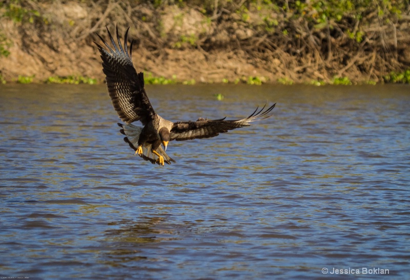 Crested Caracara Fishing