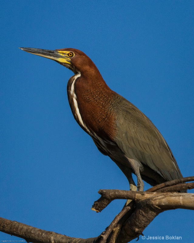 Rufescent Tiger Heron