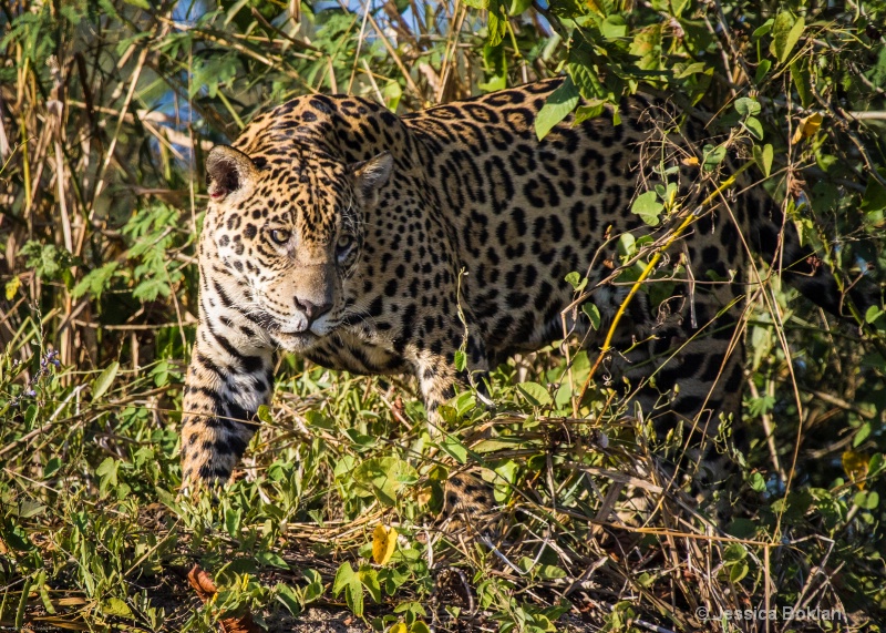 Jaguar