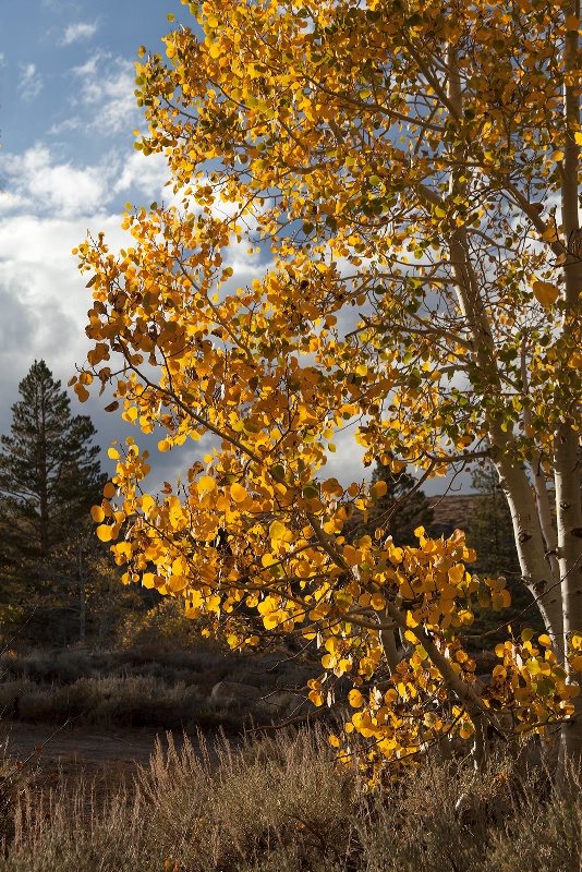 Sierra Color