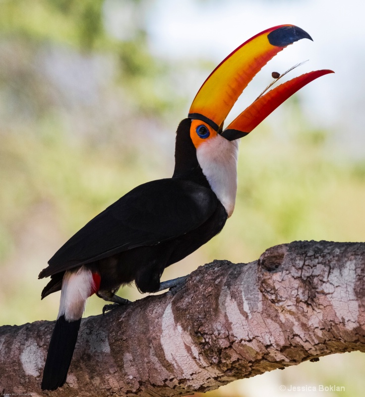 Toco Toucan