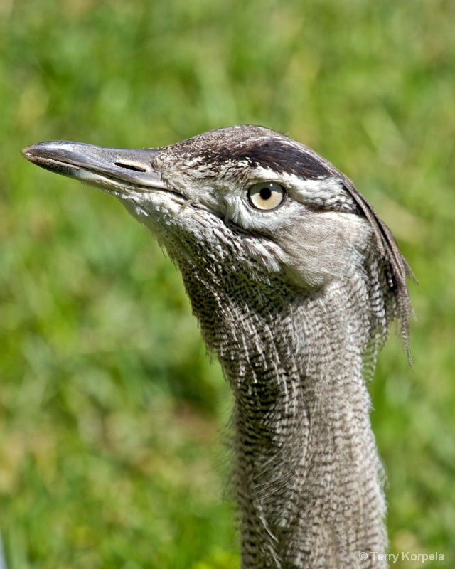 Kori Bustard 