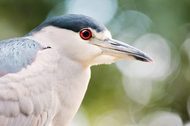 Night Heron Visiting National Zoo