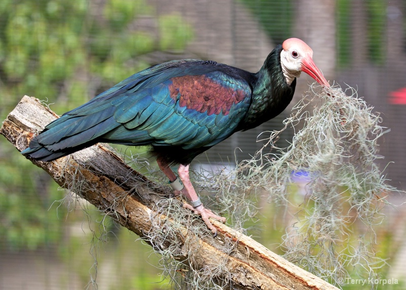 Southern Bald Ibis