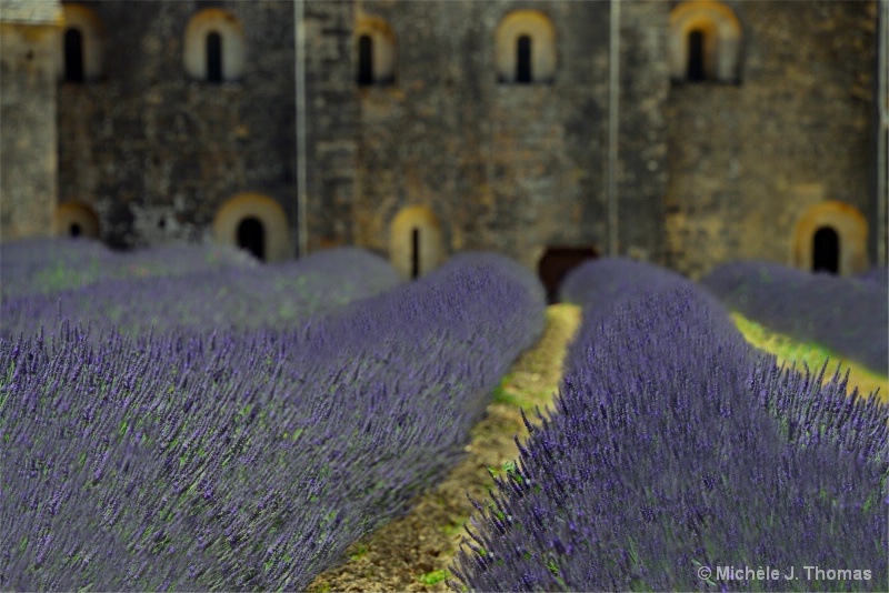 Lavender Fields Near Provence, France