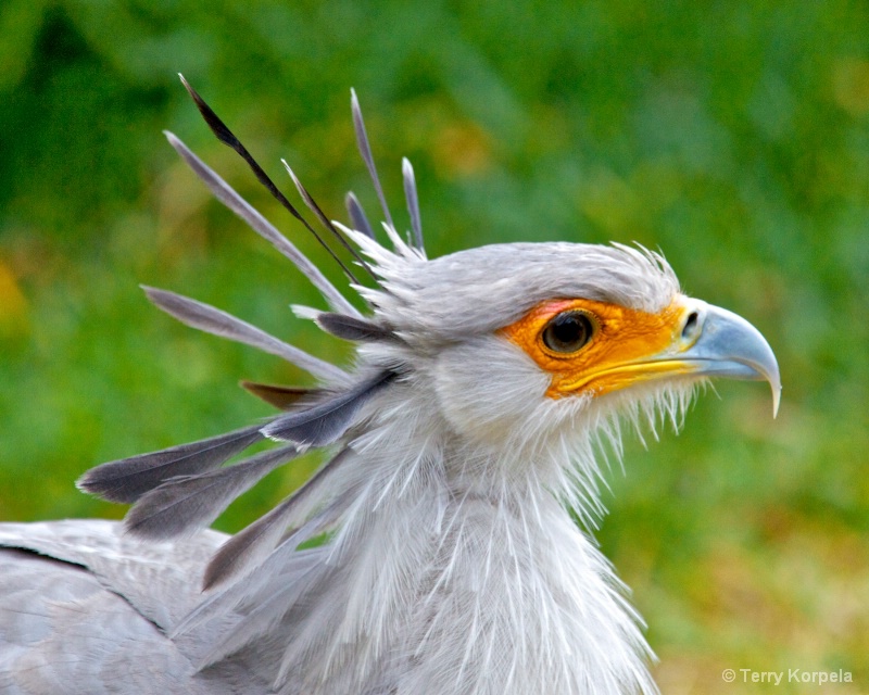 Secretary Bird