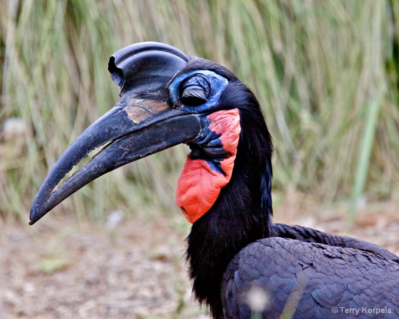 Abyssinian Ground-hornbill female 