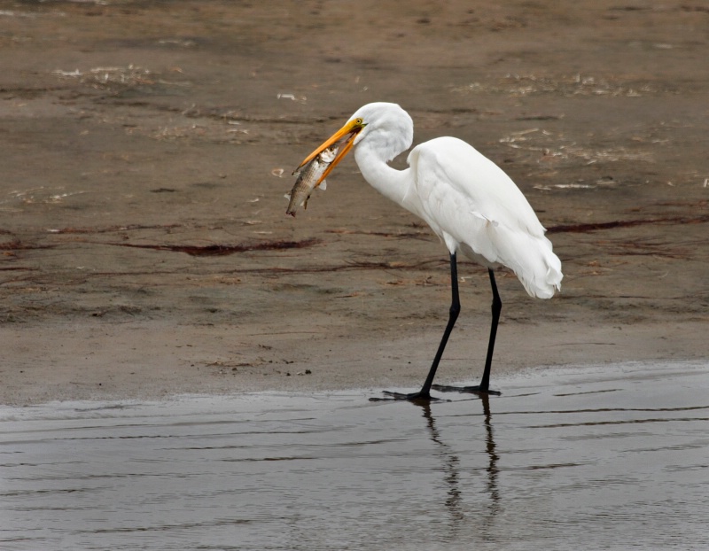 Great Egret's Catch
