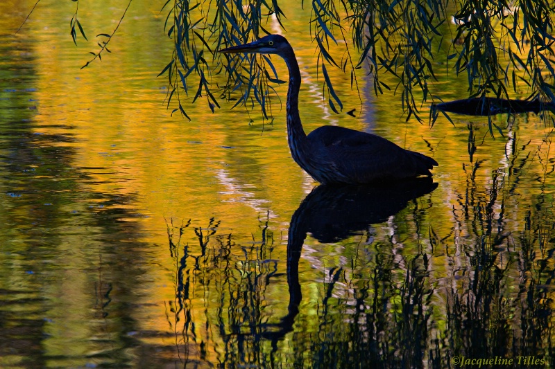 Heron Silhouette