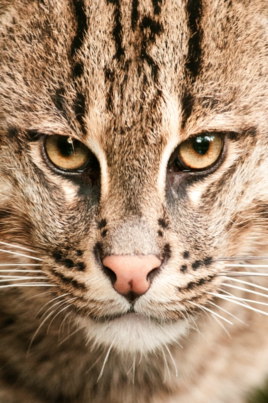 Fishing Cat at National Zoo