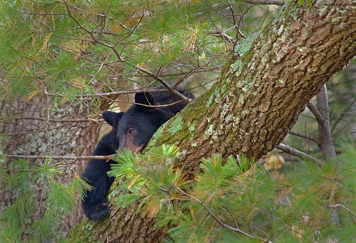 Bear 8, Smoky Mountains NP