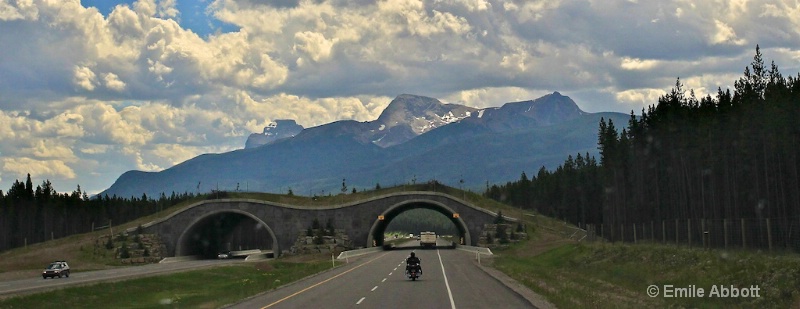 Banff National Park "Animal Overpass"