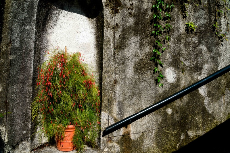 Firecracker Plant