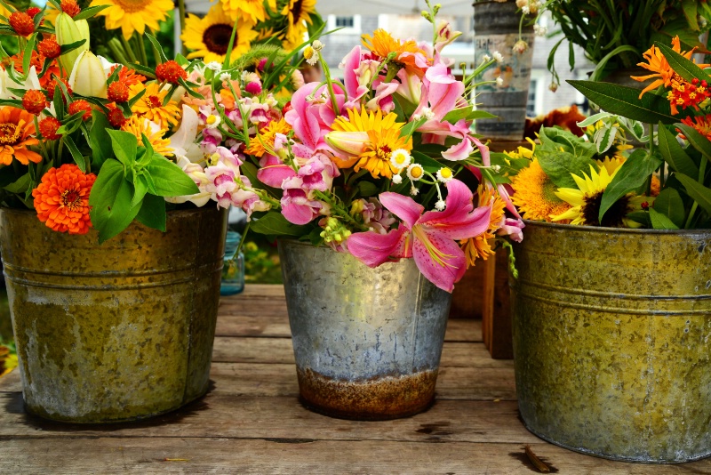 Buckets of Blooms