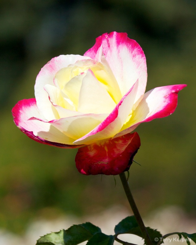 a nice rose