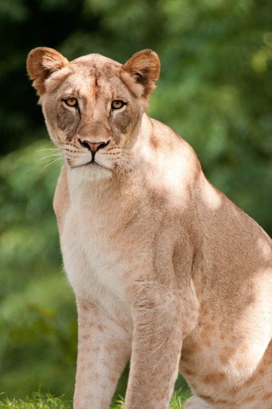 The Lioness