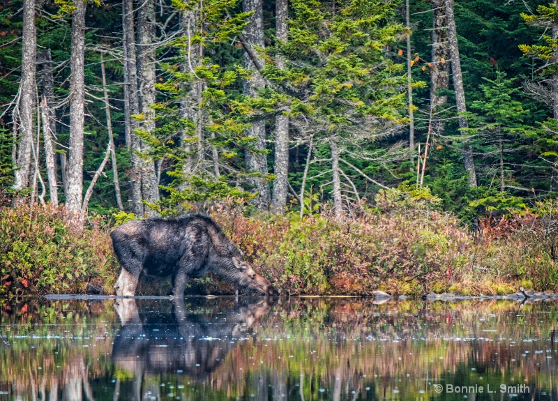 cow moose reflection