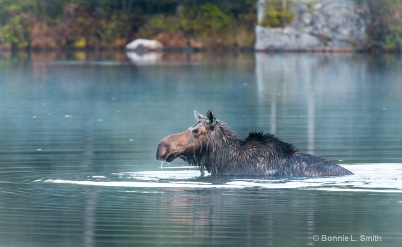 cow moose 2