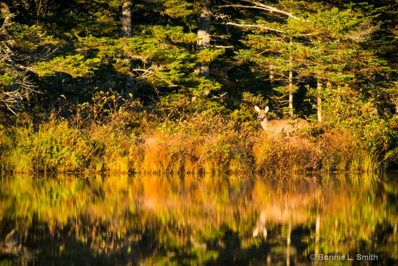 doe  1 of 1 