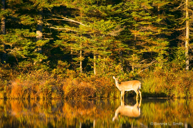 doe reflection  1 of 1 