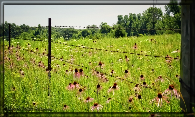 Springtime in Missouri