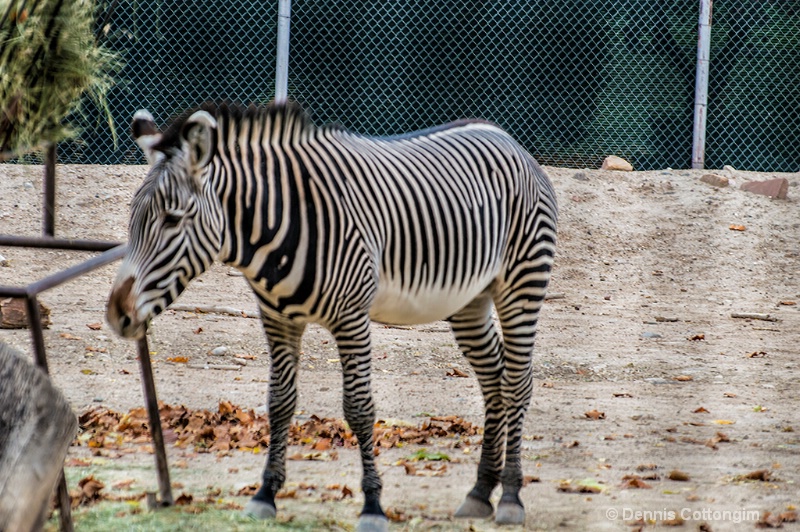 Zebra at Pueblo Zoo