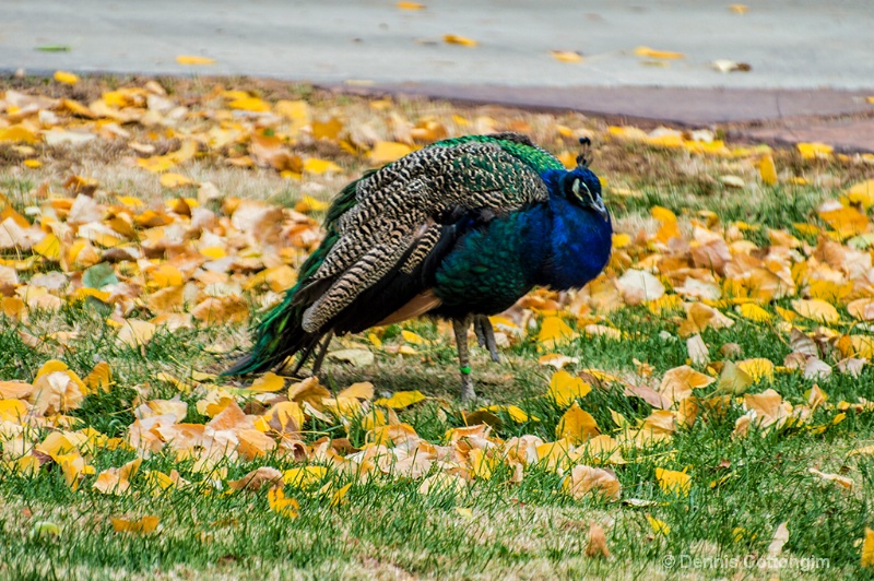 Peacock at Pueblo Zoo