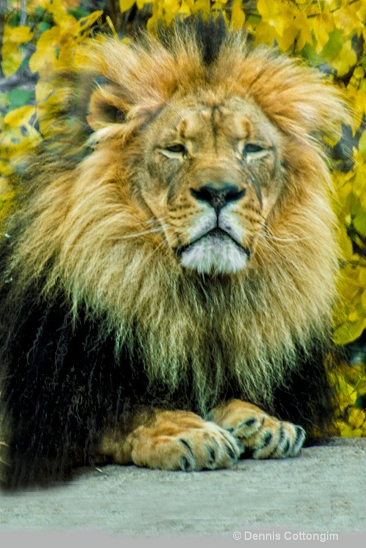 Lion at Pueblo Zoo