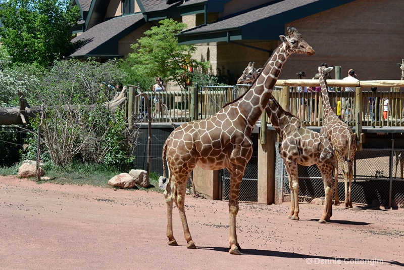 Giraffe at Cheyenne Mountain Zoo
