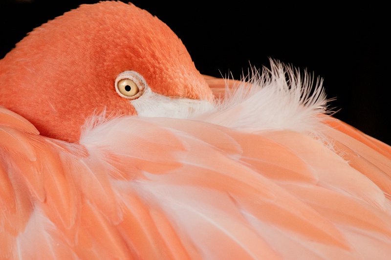 Flamingo & Feathers