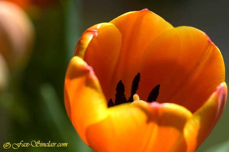 One Tulip