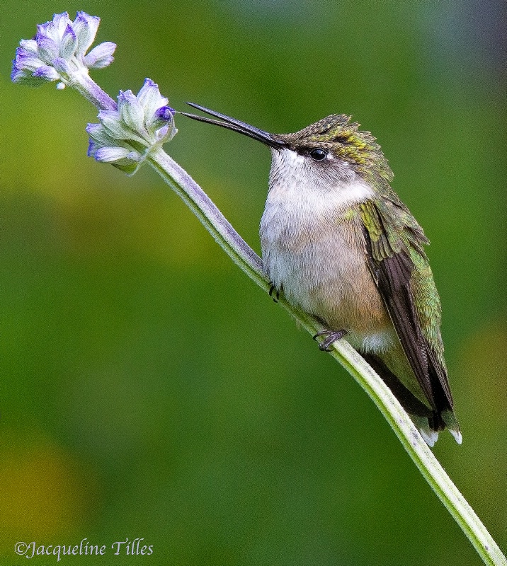 FLOWER WHISPERER