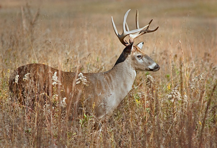 Buck 23, Cades Cove, GSMNP