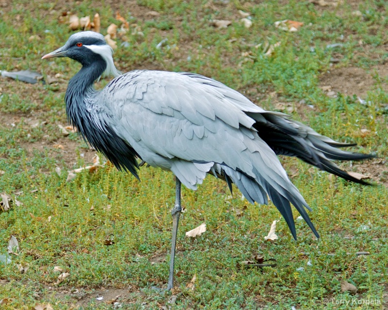 Demoiselle Crane 