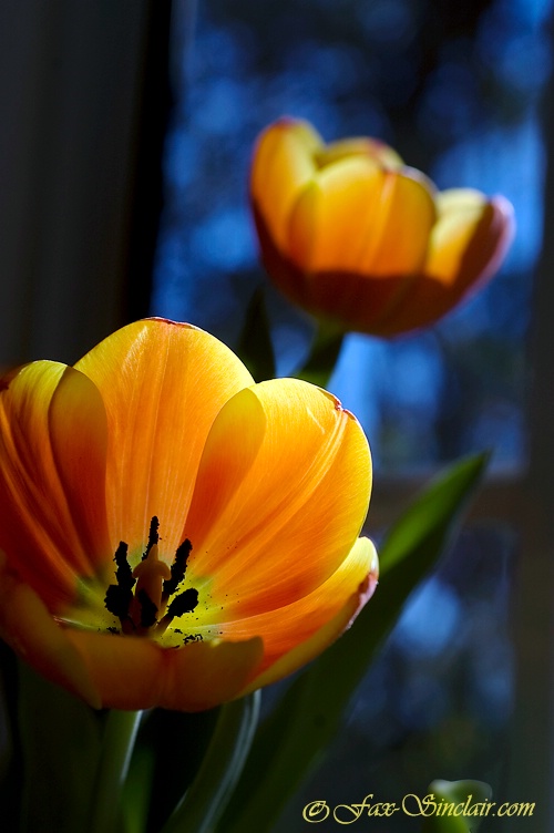 Tulips in Window 2 